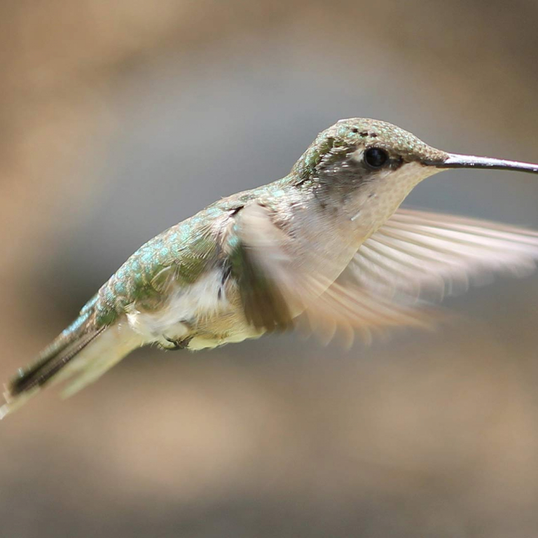 Il colibrì e il granello