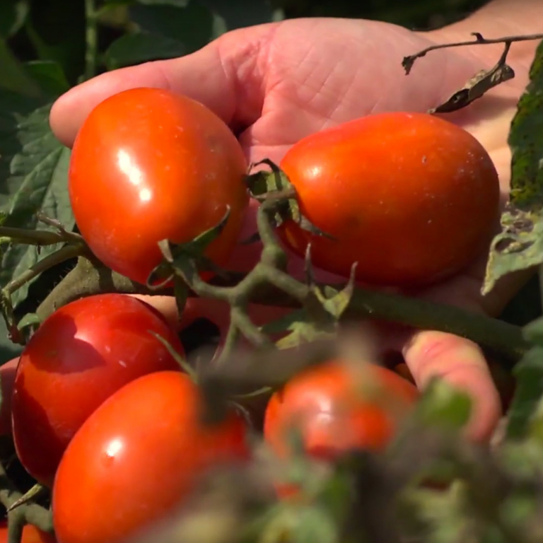 Online il nuovo video di Conserve Italia